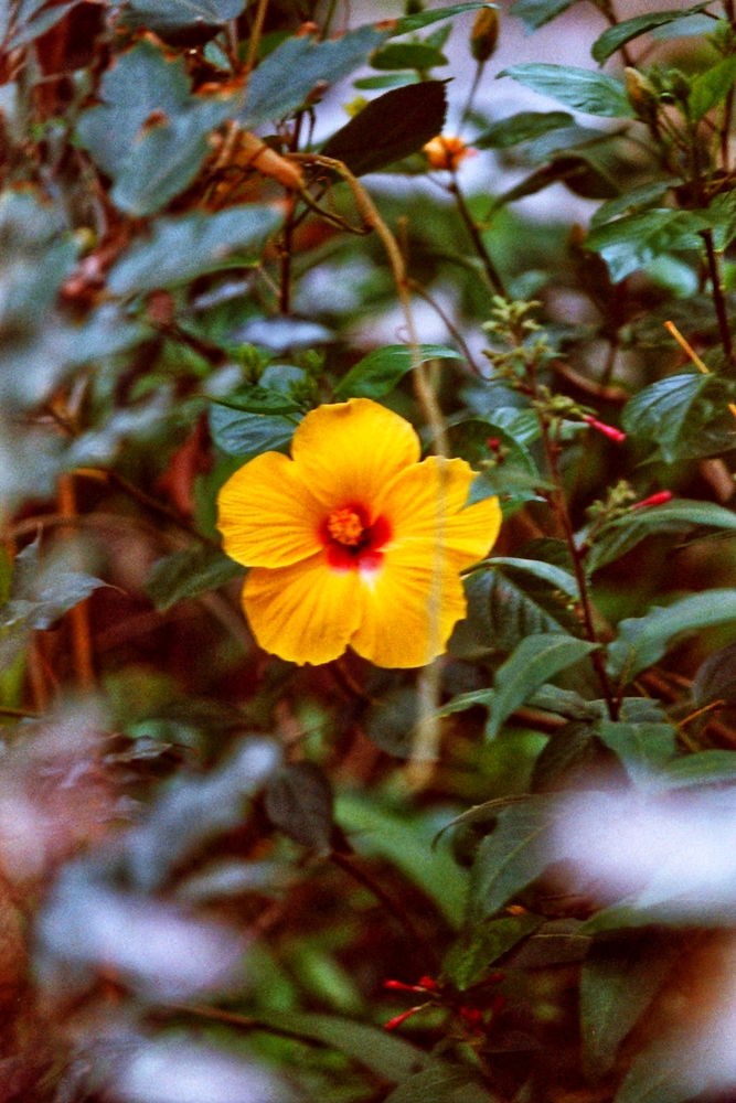 Nikon F90X + Kodak 100 iso film
