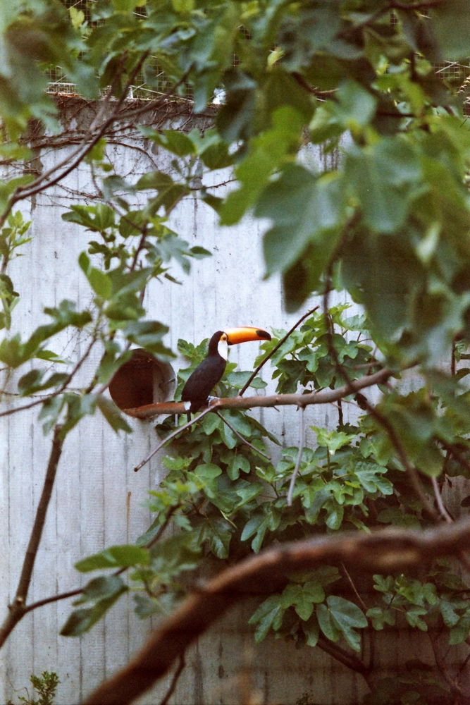 Nikon F90X + Kodak 100 iso film