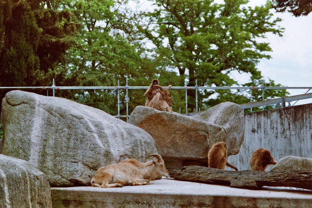 Nikon F90X + Kodak 100 iso film