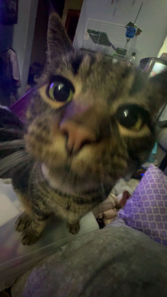 Hi