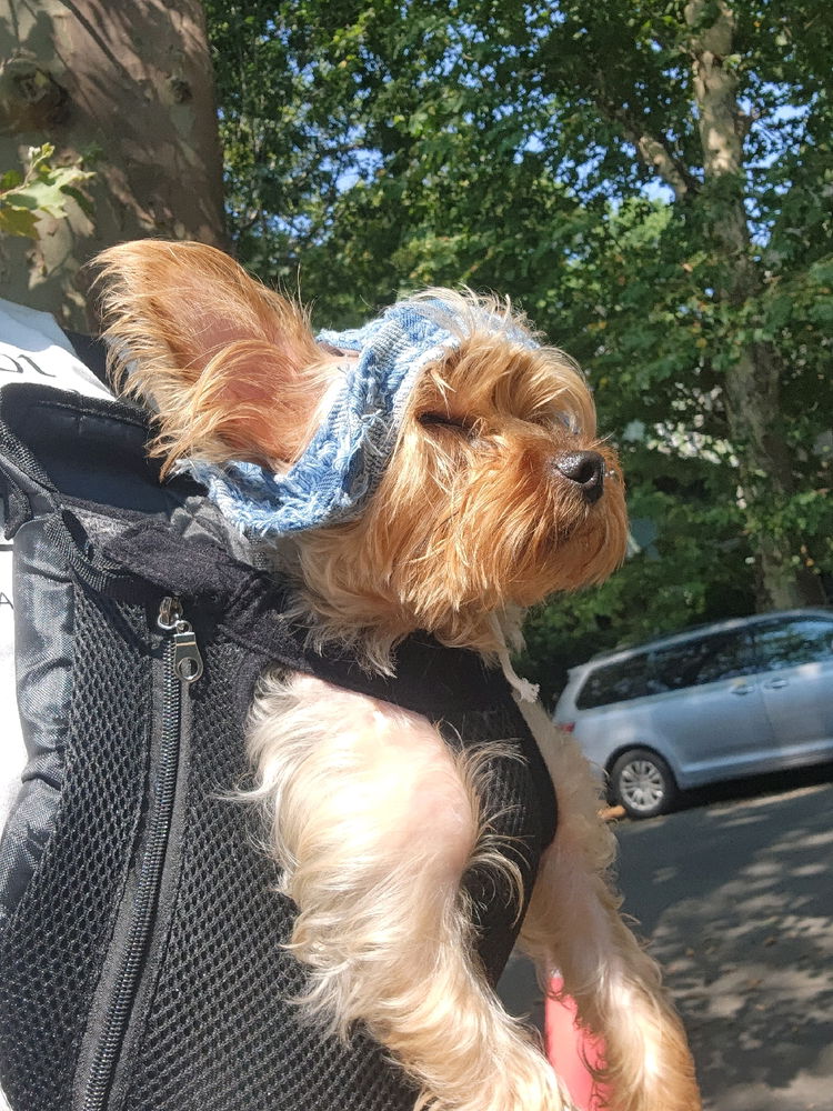 Too hot for him to walk