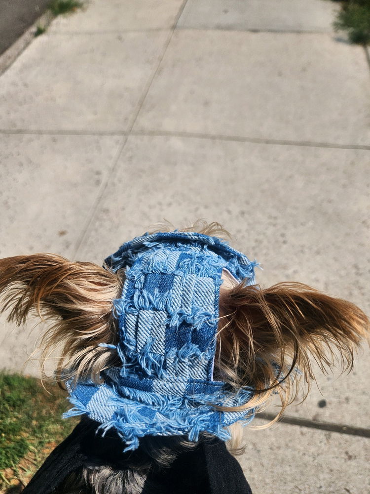 Too hot for him to walk