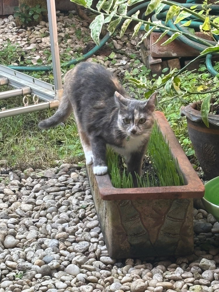 Wheat grass so good she had to step into the pot to eat it