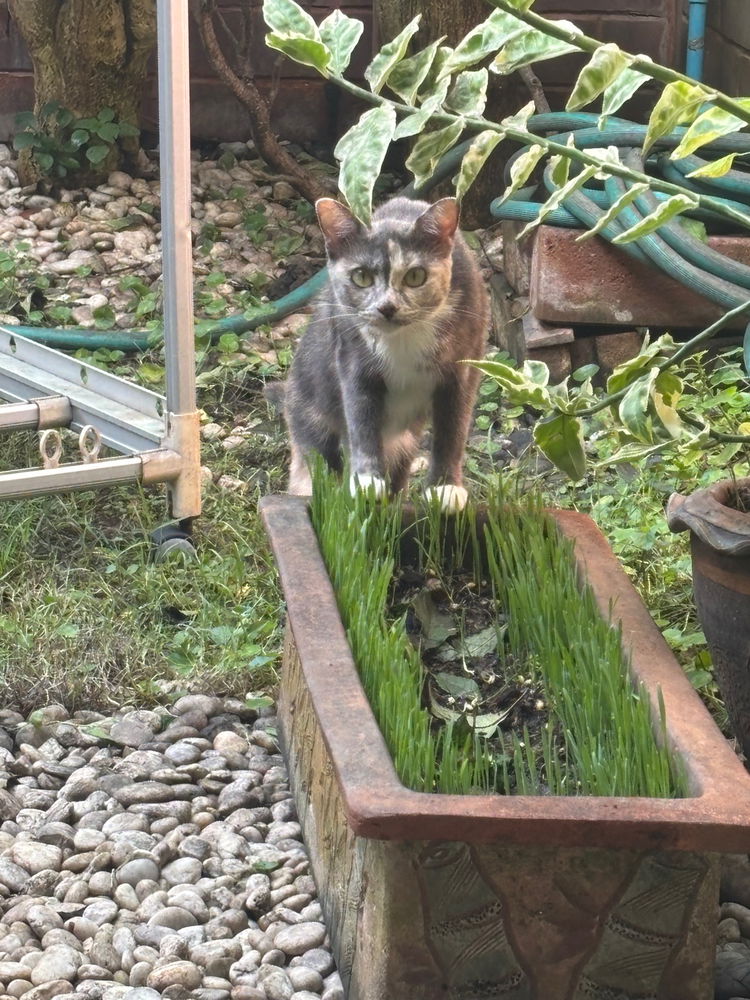 Wheat grass so good she had to step into the pot to eat it