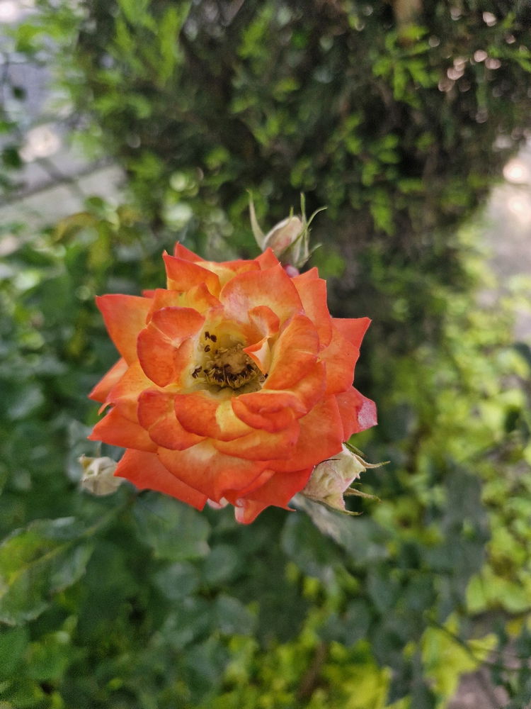 Otra flor que vi por ahí