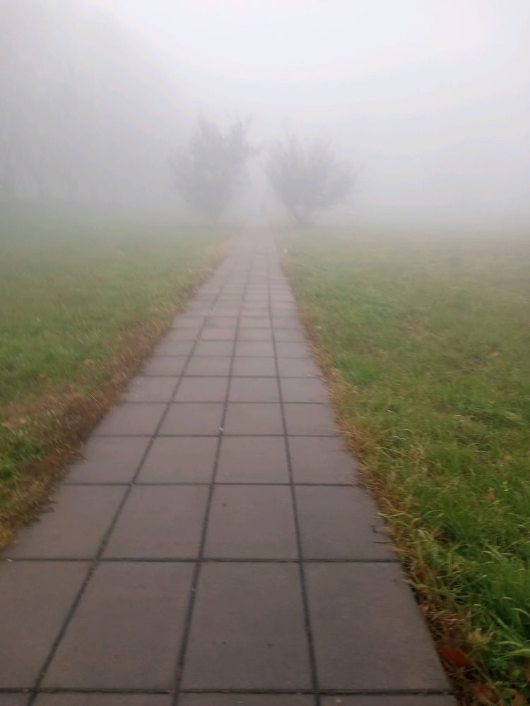 Neblina en campo de mayo