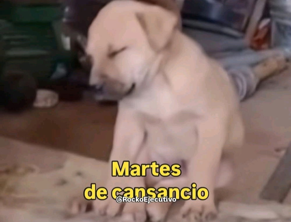 Martes