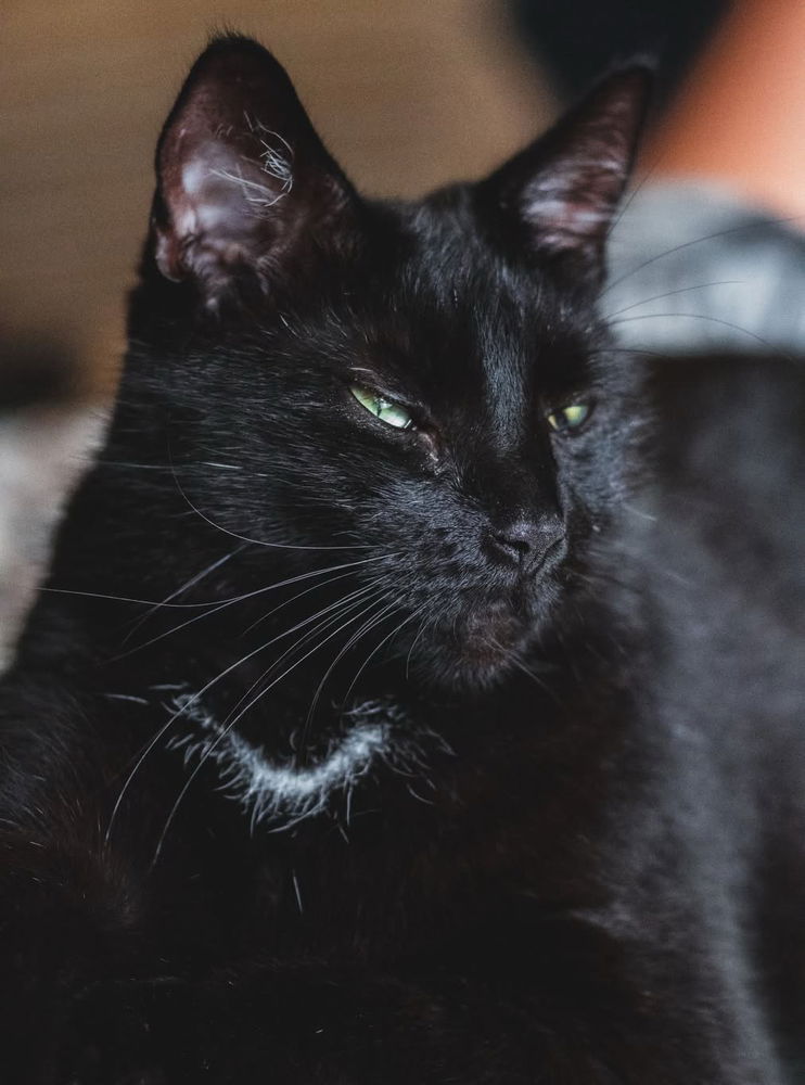 🖤