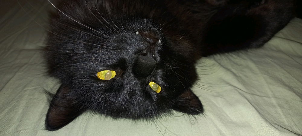 Demon on the outside, cutie on the inside