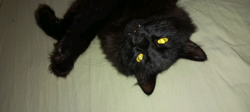 Demon on the outside, cutie on the inside