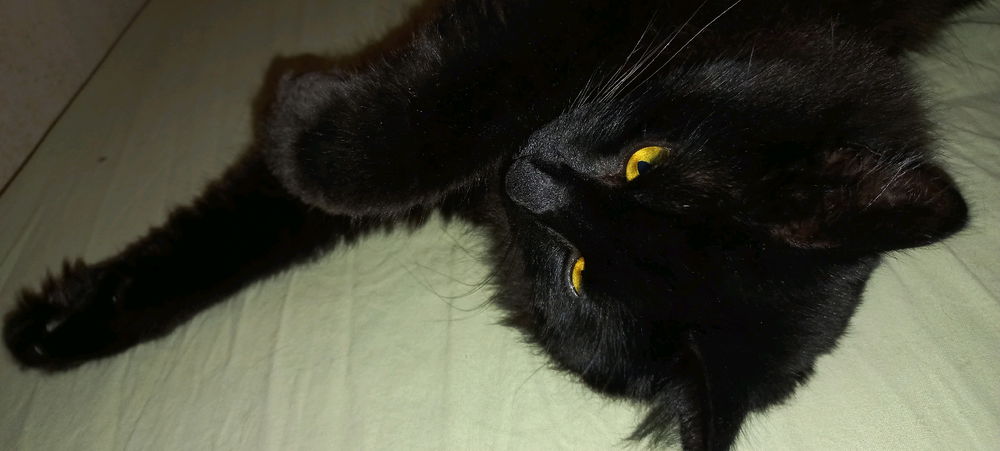 Demon on the outside, cutie on the inside