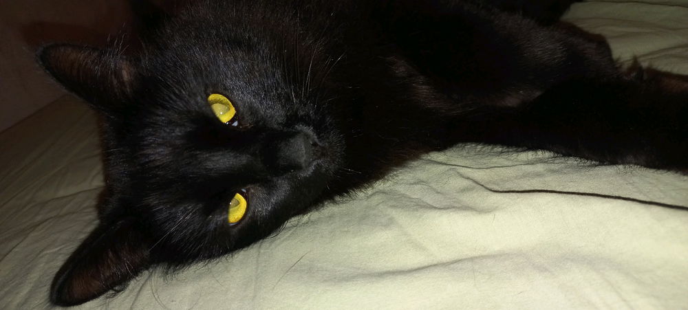 Demon on the outside, cutie on the inside