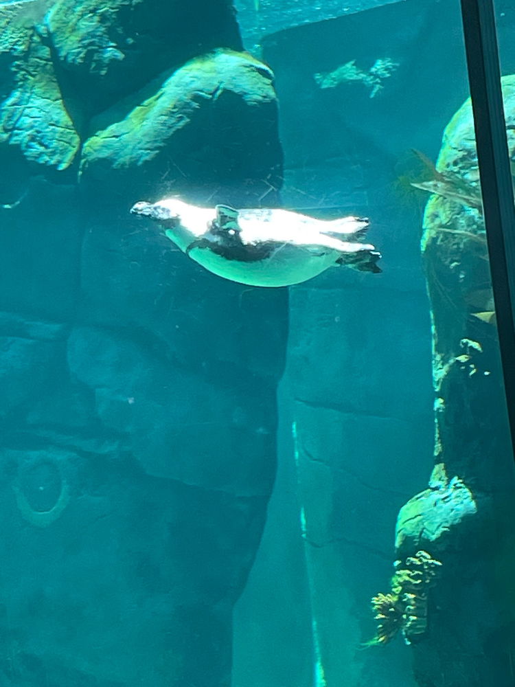 Recent trip to the San Diego zoo