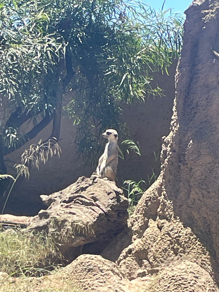Recent trip to the San Diego zoo