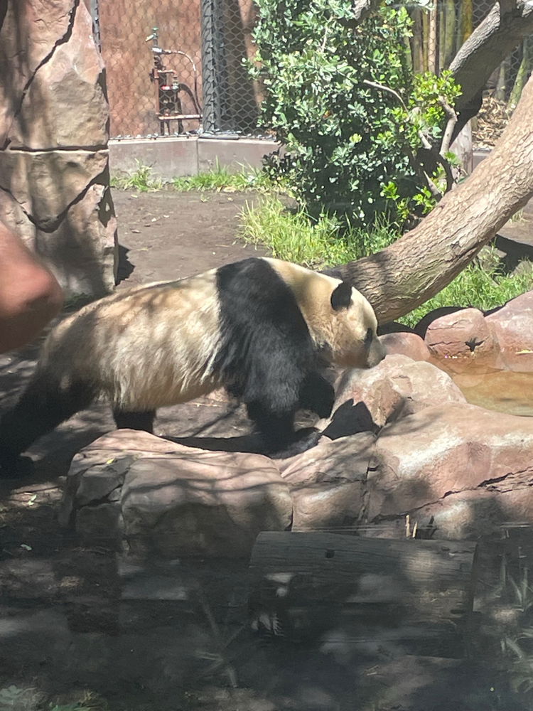 Recent trip to the San Diego zoo