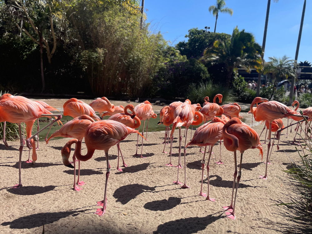 Recent trip to the San Diego zoo