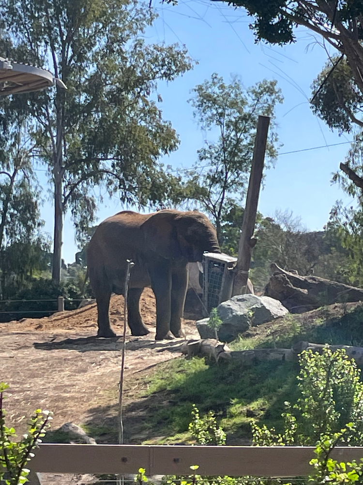 Recent trip to the San Diego zoo