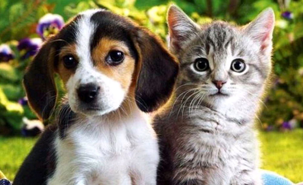 ¿Team Perro o team Gato?
