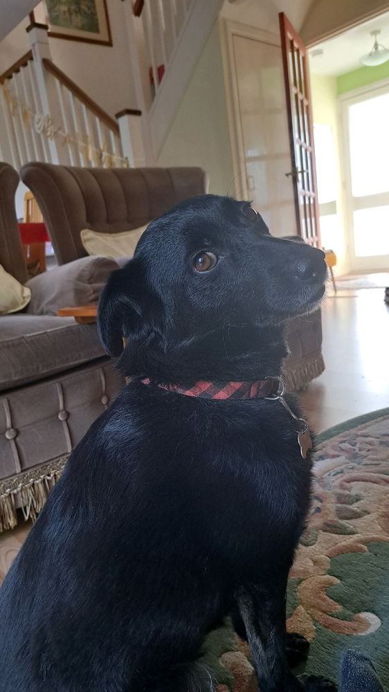 When your dog posed for her pic
