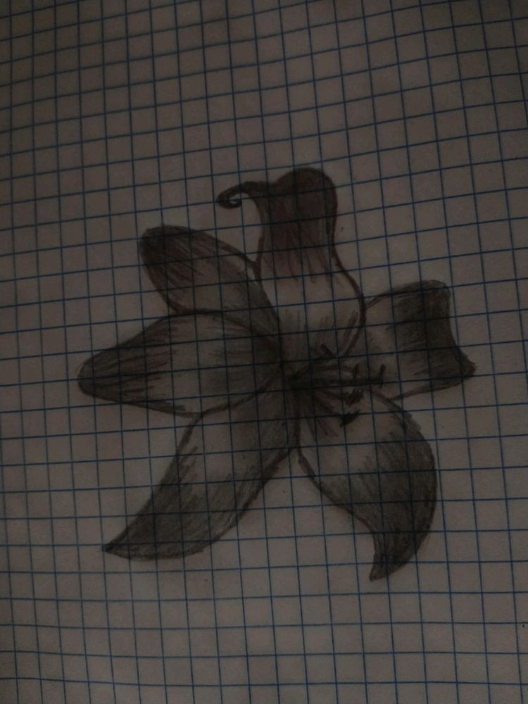 🌺