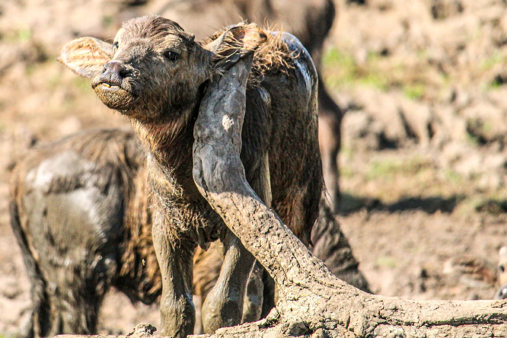 Buffalo calf made it self a scratching post