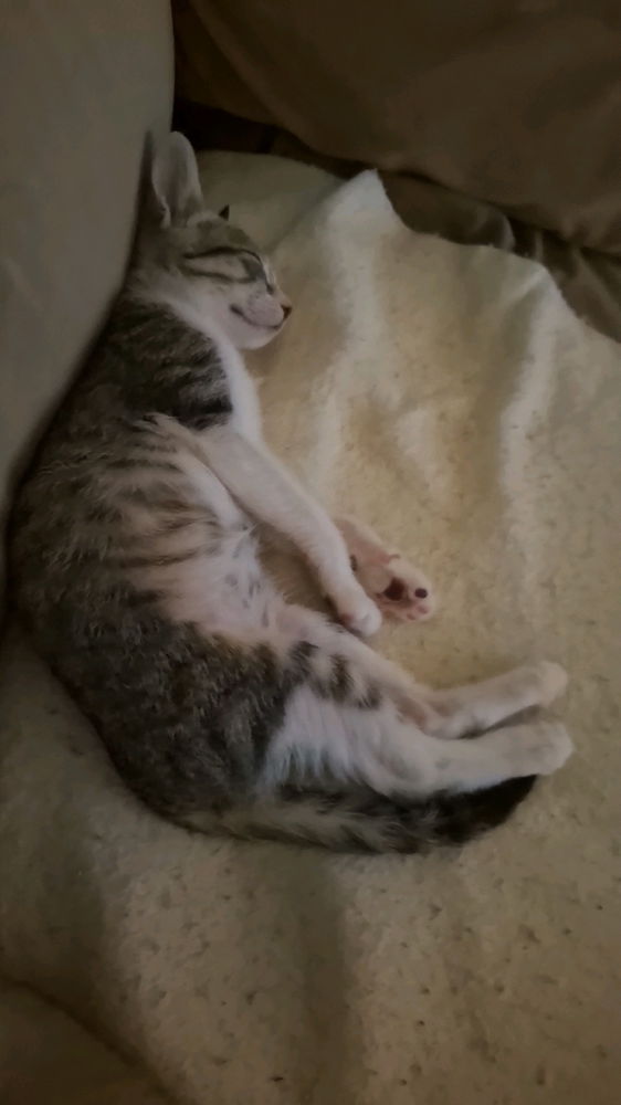 Tengo gato