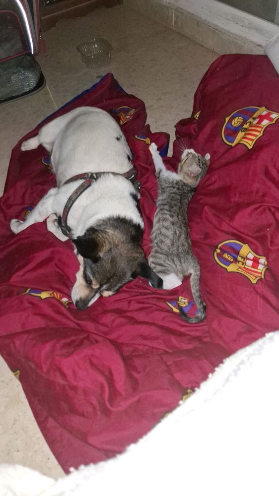 Tengo gato