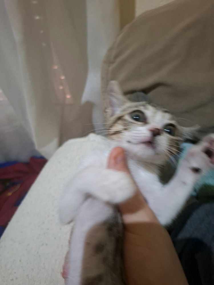 Tengo gato