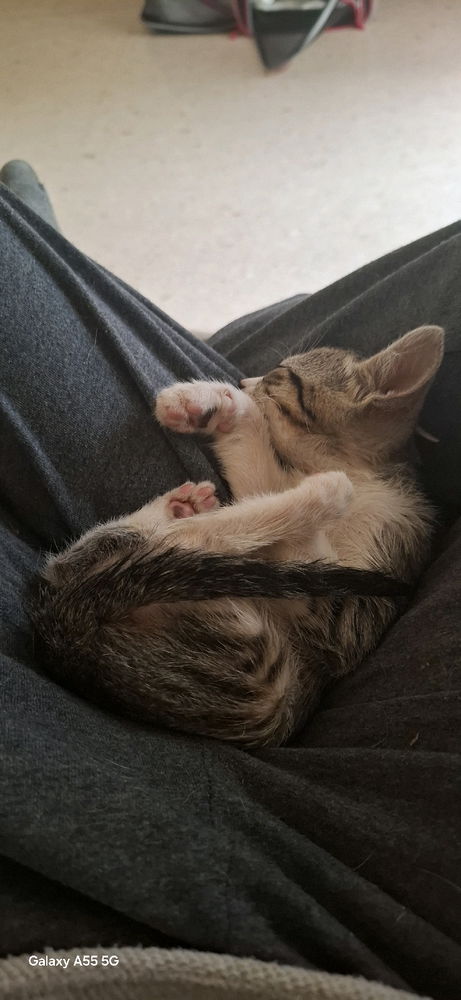Tengo gato