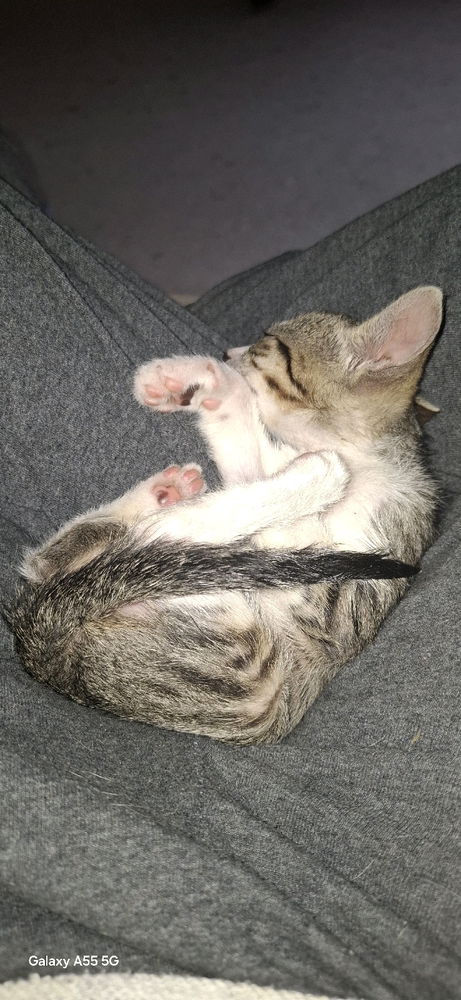 Tengo gato