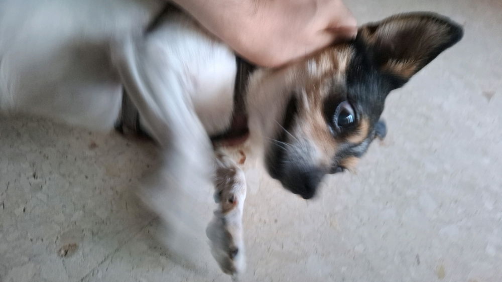 Tengo gato