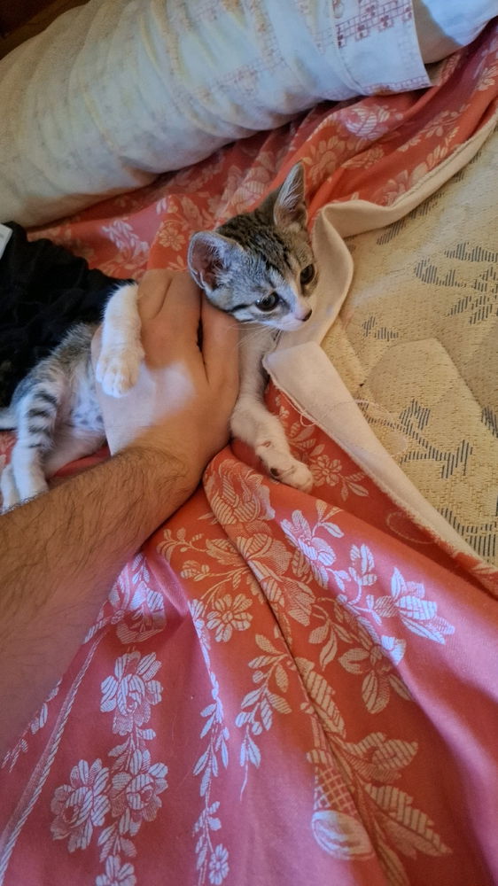 Tengo gato