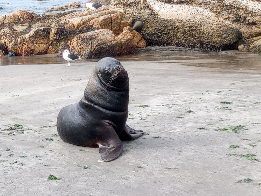 Chilean seal 🦭