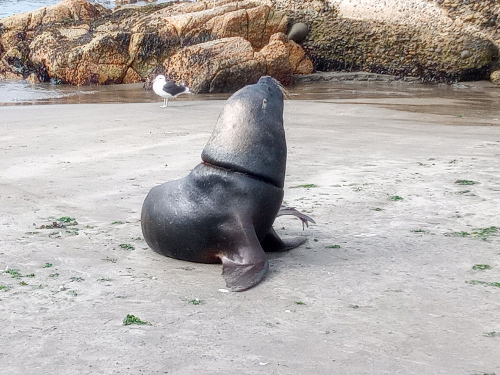 Chilean seal 🦭
