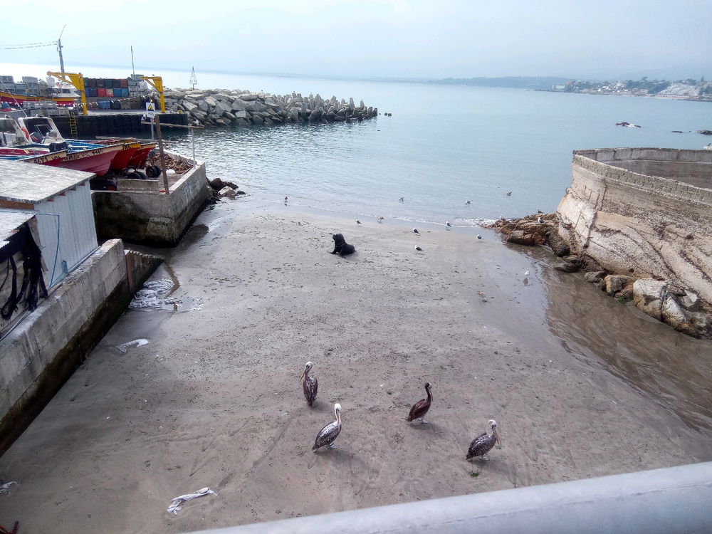 Chilean seal 🦭