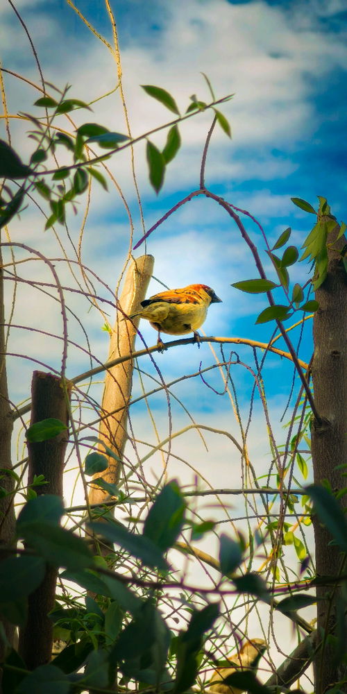 🐦