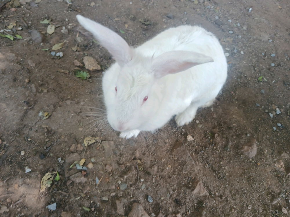 Mi mascota, una coneja