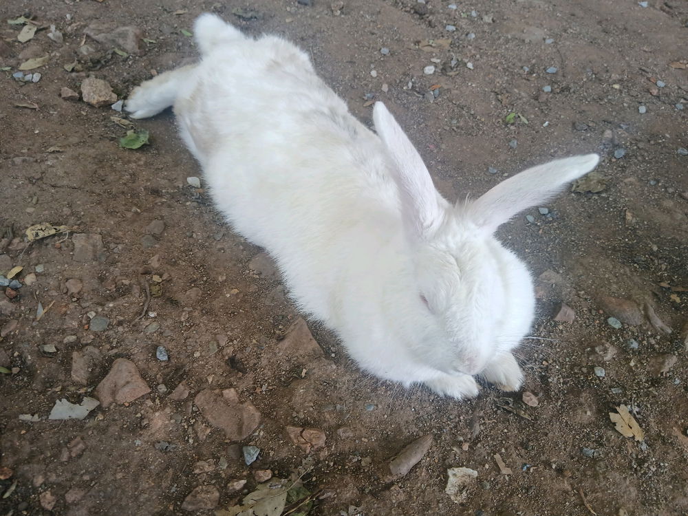Mi mascota, una coneja