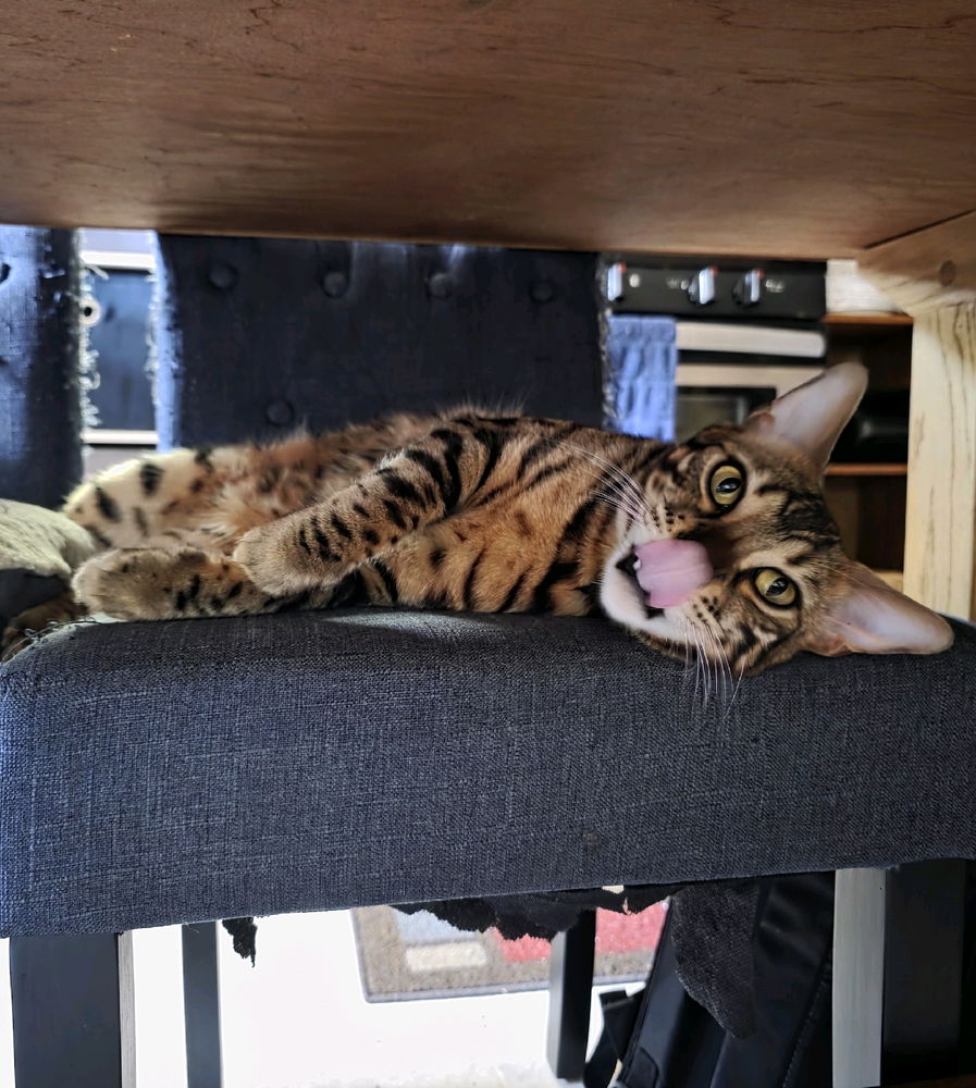 Apollo says hi