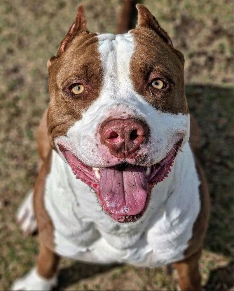 My dog
