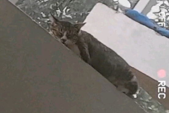 😺😻