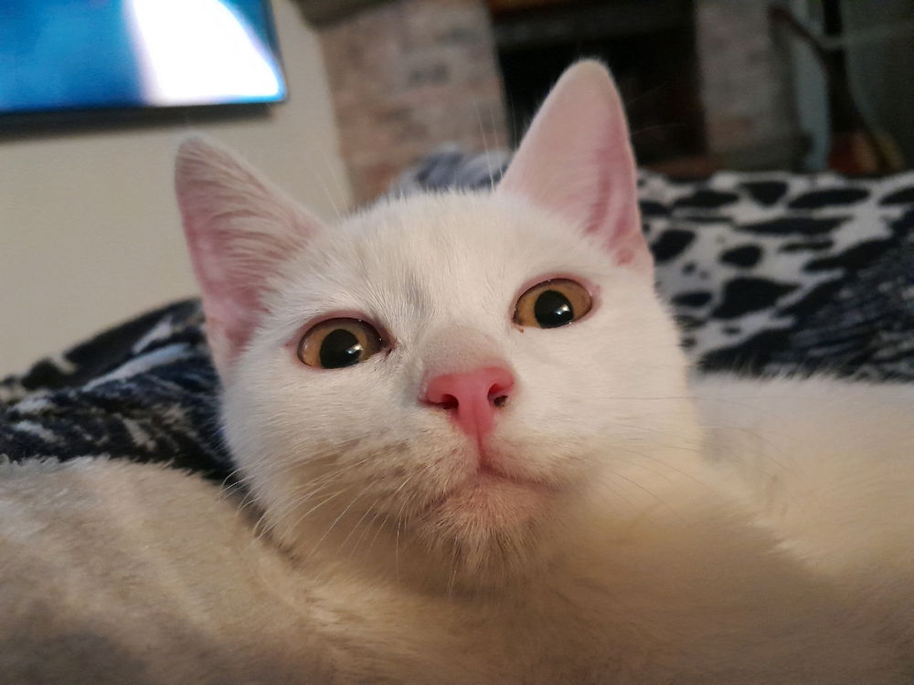 Mi gato es racista