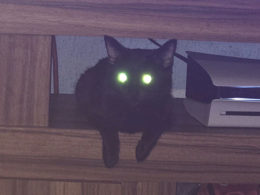 Mi gata activó el modo vigilancia.