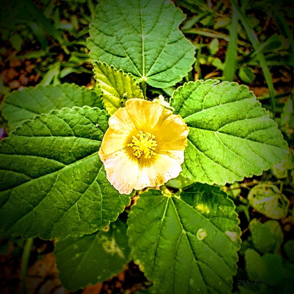 🌼