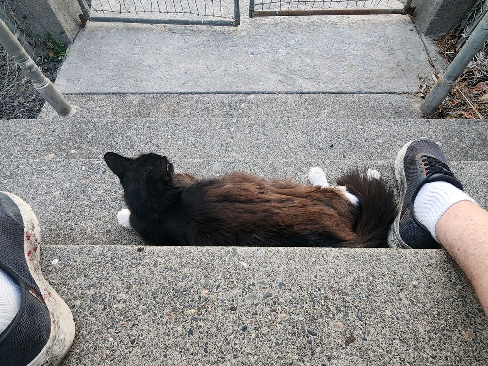 Neighborhood cats :)