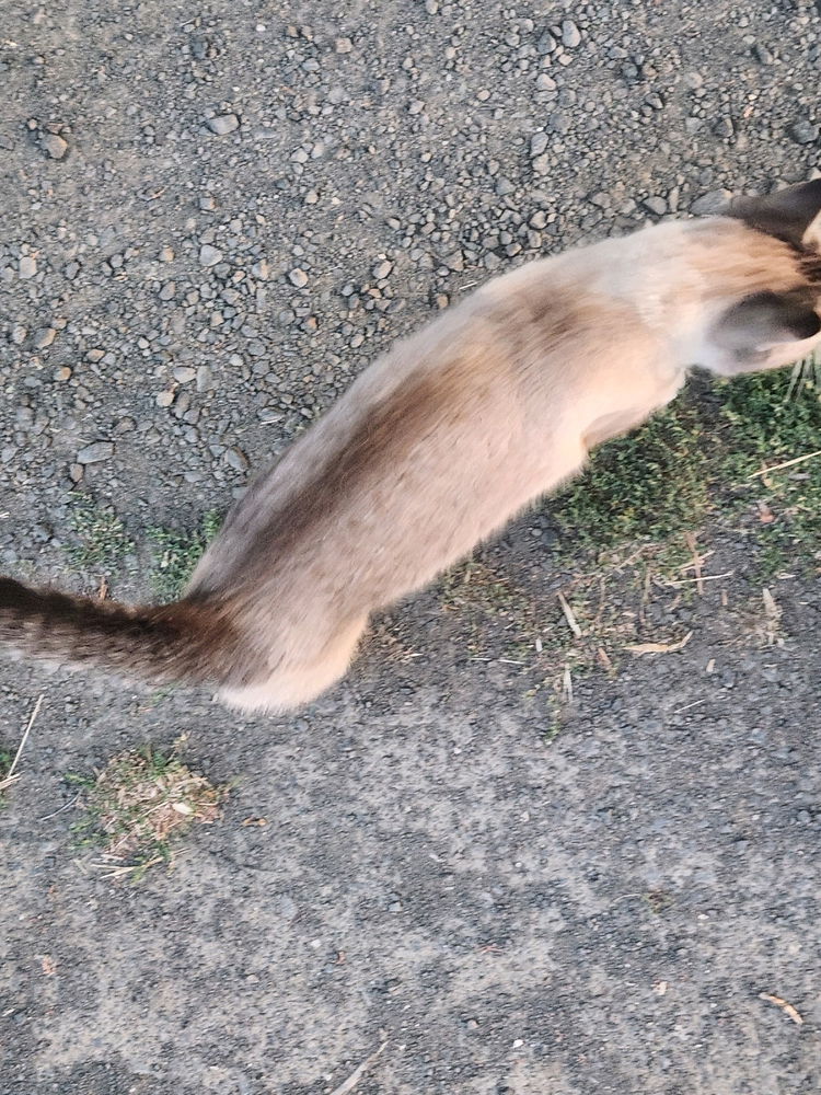 Neighborhood cats :)
