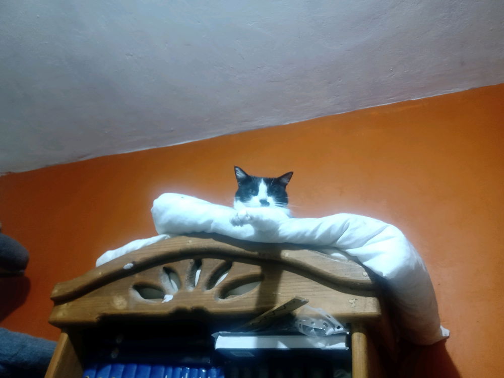 A sus órdenes mi Führer