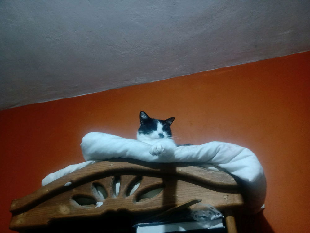 A sus órdenes mi Führer