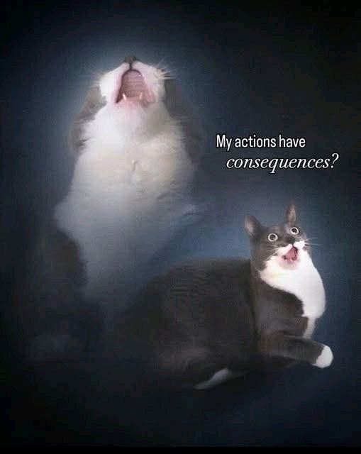 🙀