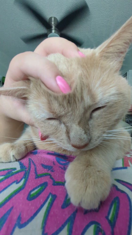 She always cheers me up when I'm sad 🩷🐈